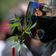 Image for article titled Alabama Wants to Force Women to Show a Negative Pregnancy Test to Access Medical Marijuana